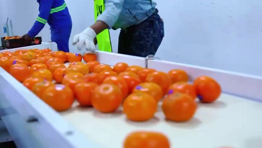 Fruit being handled on a processing line